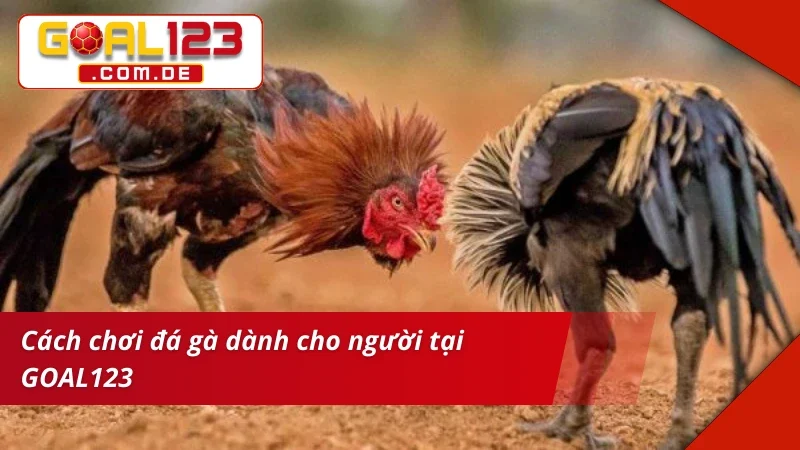 Cá cược Đá Gà như dân chuyên thực thụ