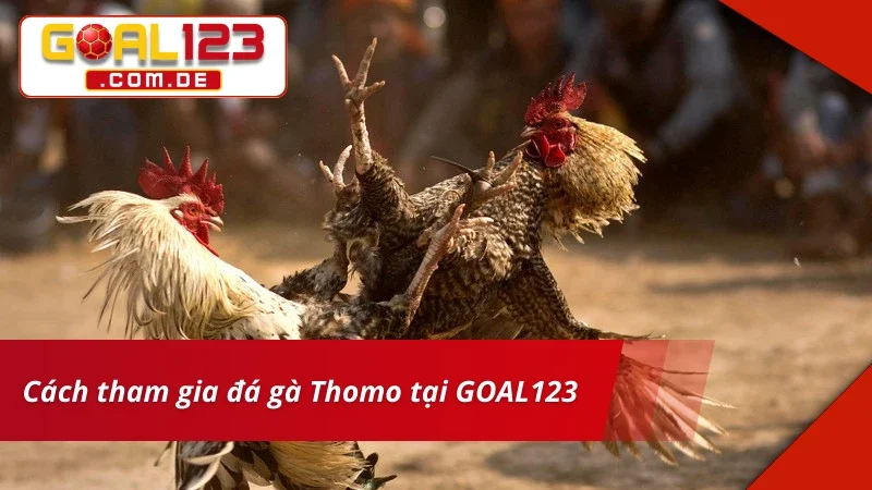 Tân thủ tham gia cược Đá Gà Thomo siêu đơn giản