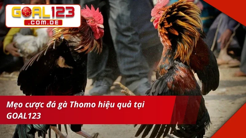 Mẹo chinh phục thắng lớn cùng Đá Gà Thomo