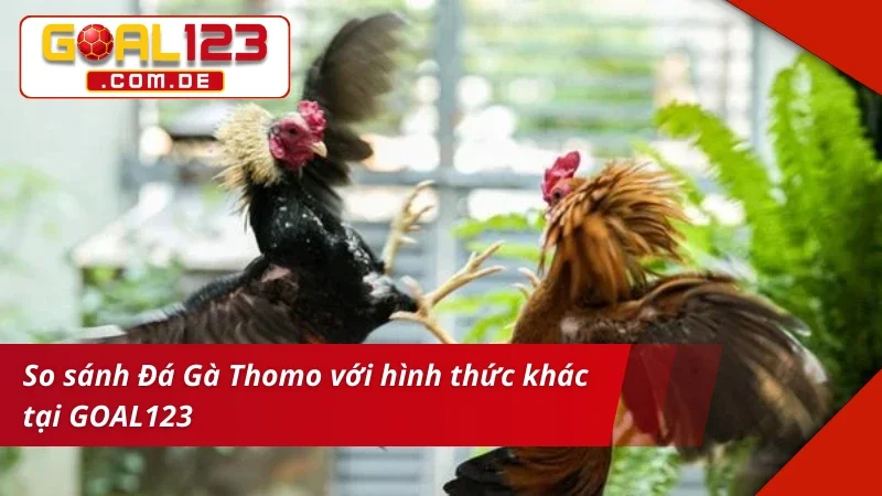 Trải nghiệm cuốn hút và máu lửa với Đá Gà Thomo